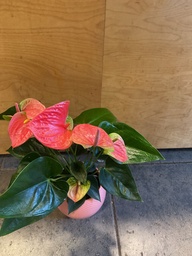 Anthurium